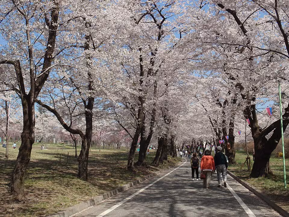 赤城南面千本桜